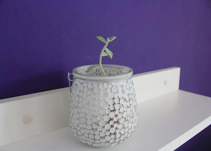 Magnolija *