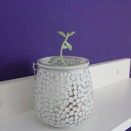 Magnolija *