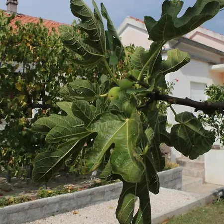 Magnolija Lukoran